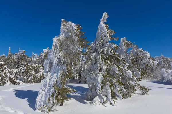 Bosque de invierno —  Fotos de Stock