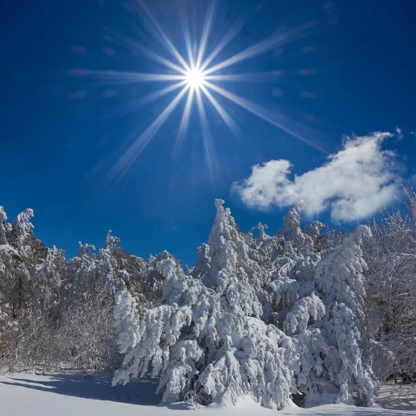 Холодный зимний солнечный день — стоковое фото