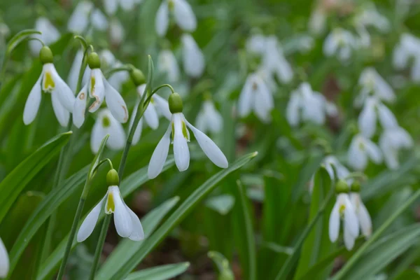 Högen av en våren snödroppar — Stockfoto