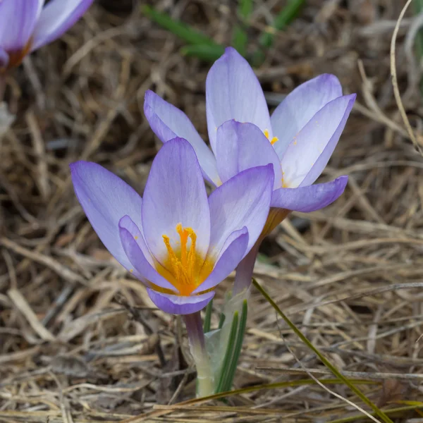 Kleine violette Krokusse — Stockfoto