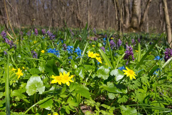 Closeup spring flowers — Stock Photo, Image