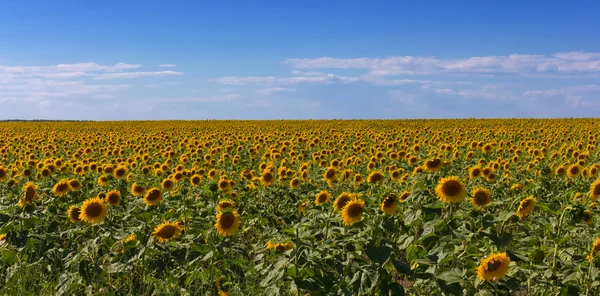 Sunflower field panorama — Stock Photo, Image