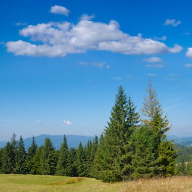 Beyaz bir bulut altında yaz orman