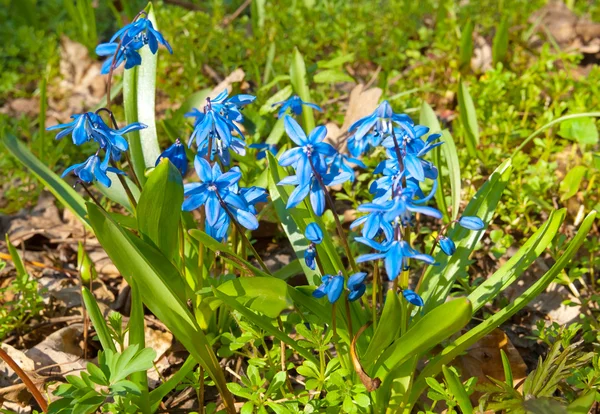 Primo piano blu fiori primaverili — Foto Stock