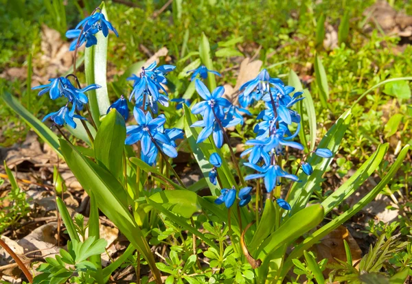 Closeup blauwe Lentebloemen — Stockfoto