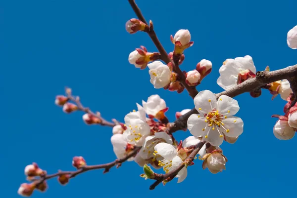 Apfelblüte auf blauem Himmel Hintergrund — Stockfoto