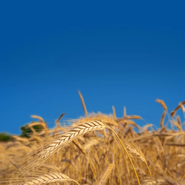 Nahaufnahme Weizen — Stockfoto