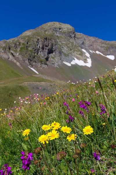 Mountain flowers — Stock Photo, Image