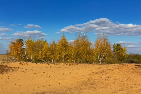 草原の森林の空き地 — ストック写真