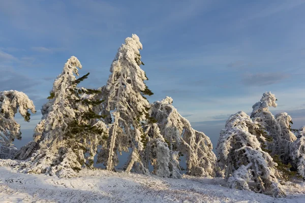 's avonds winter forest — Stockfoto