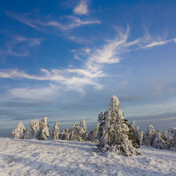 El bosque de pinos en la nieve —  Fotos de Stock