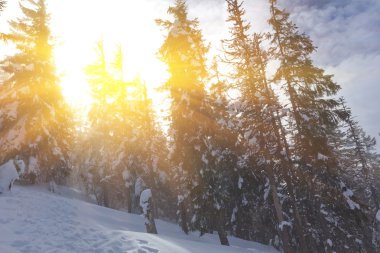 güneşli bir gün, kış orman