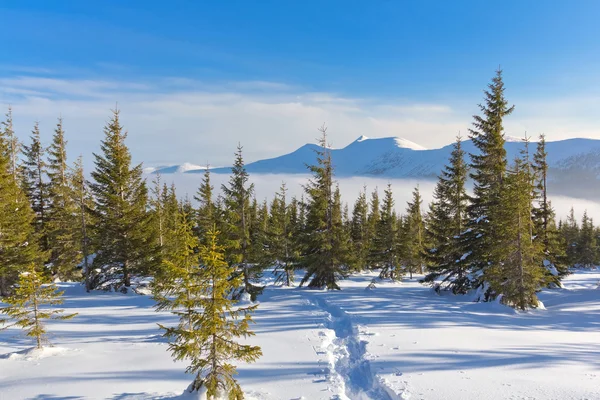 겨울 산의 숲 — 스톡 사진