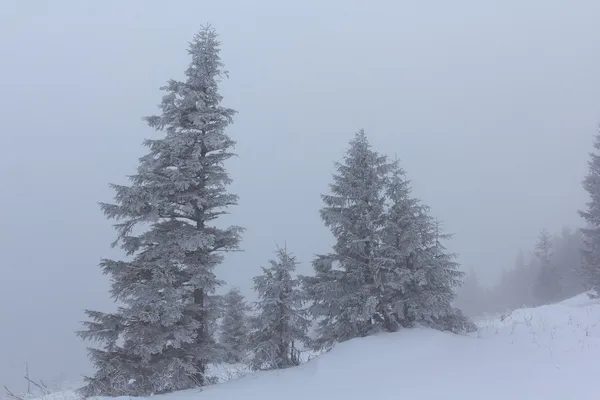 積雪の松の木は霧の中 — ストック写真