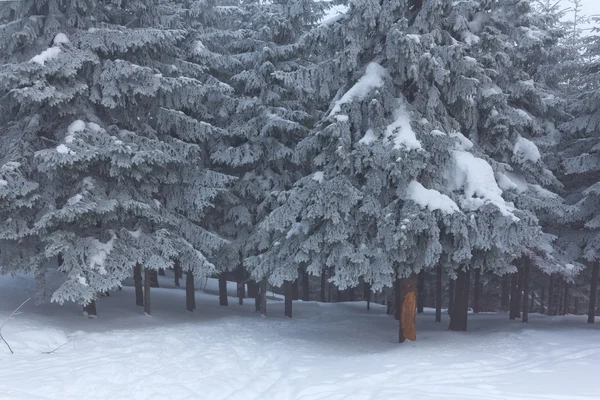 松の木、雪の中で — ストック写真