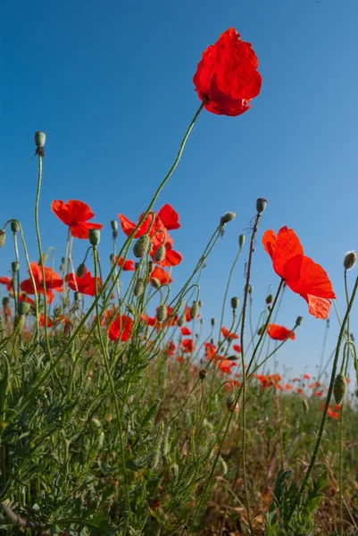 Closeup red poppy on a blue sky background — Stock Photo, Image