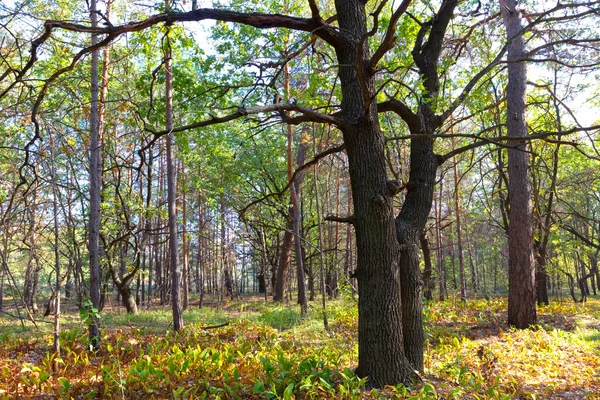 オークの森のシーン — ストック写真