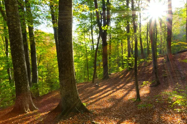 Las w słoneczny dzień — Zdjęcie stockowe