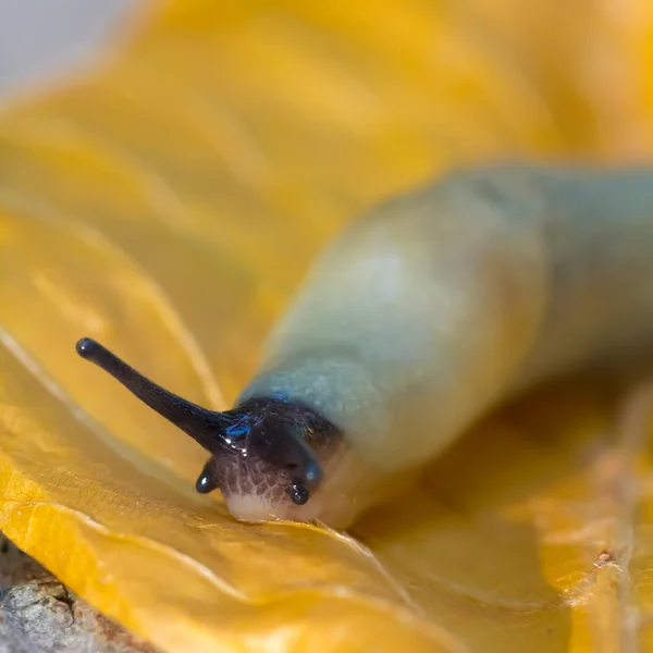 Snail sit on a leaf — Stock Photo, Image