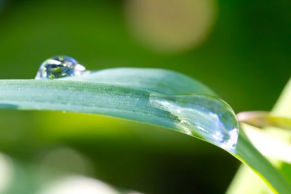 Feuille dans une goutte d'eau — Photo