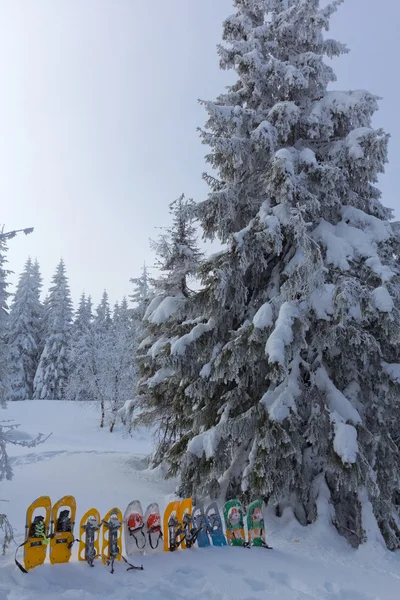 Many snowshoes near a fir tree — Stock Photo, Image