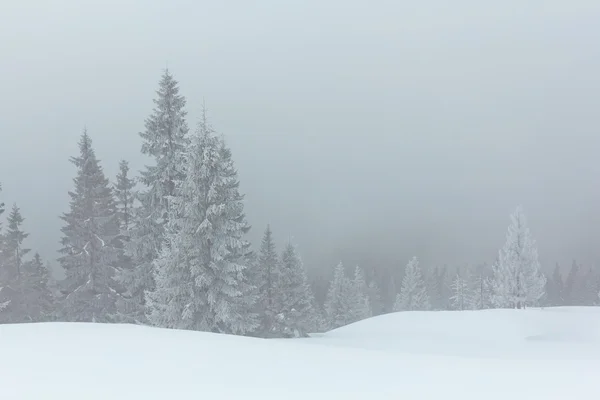 Zimní les borovice v mlze — Stock fotografie