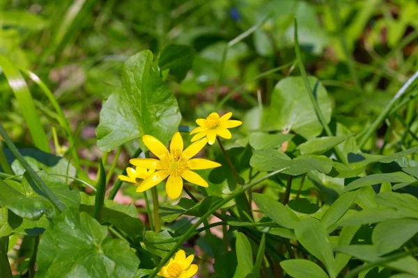 Nahaufnahme Frühlingsblume — Stockfoto