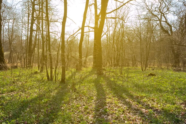 Clairière de forêt printanière dans un rayon de soleil — Photo