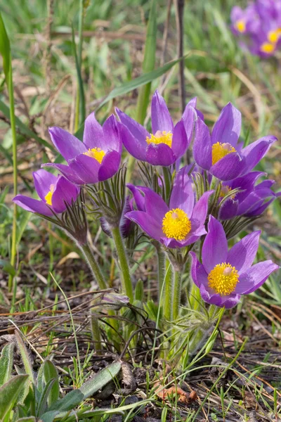 Closeup violet flowers — Stock Photo, Image