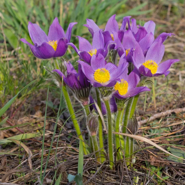 Frühlingsblumen-Strauch — Stockfoto