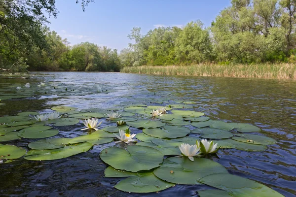 Fiume estivo — Foto Stock