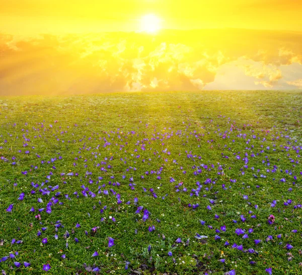 Prato verde in un raggio di sole — Foto Stock