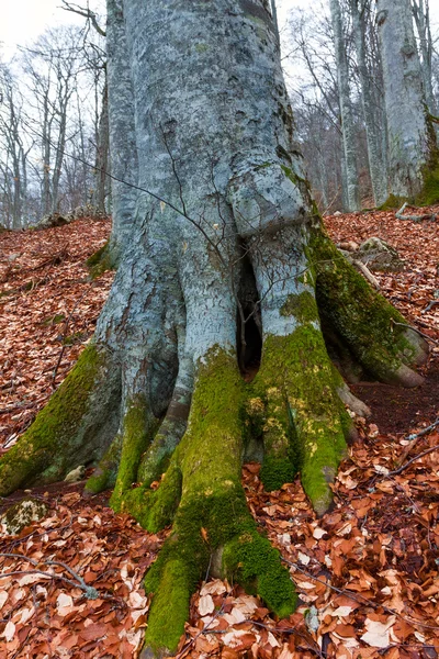 Vieux hêtre dans une forêt — Photo