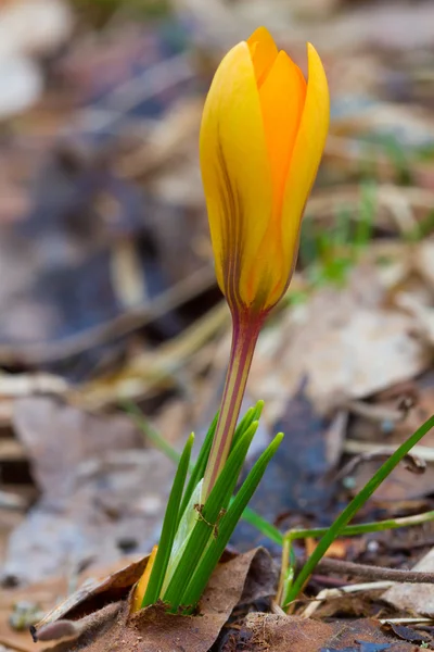 Small yellow crocus — Stock Photo, Image