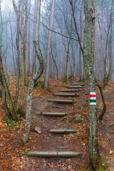 Escalier dans une forêt — Photo