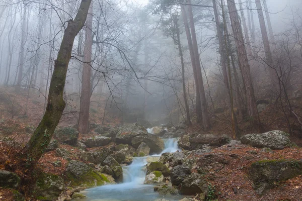 Rivier in een mistige bos — Stockfoto