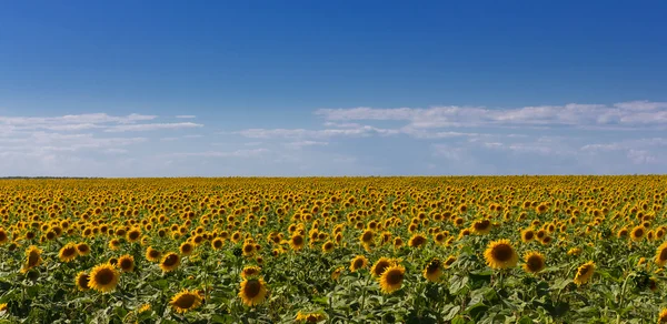 Sunflower field panorama — Stock Photo, Image