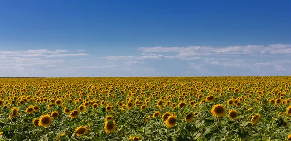 Solros fält panorama — Stockfoto