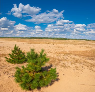 küçük çam ağacı bir kum Çölü'nde