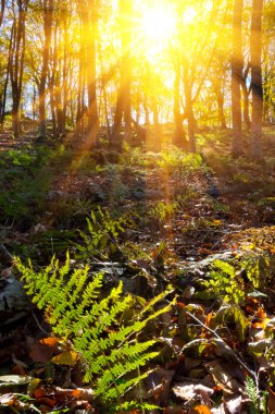 Fern bush bir ormanda