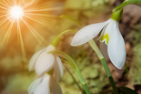 Small beautiful snowdrops background — Stock Photo, Image