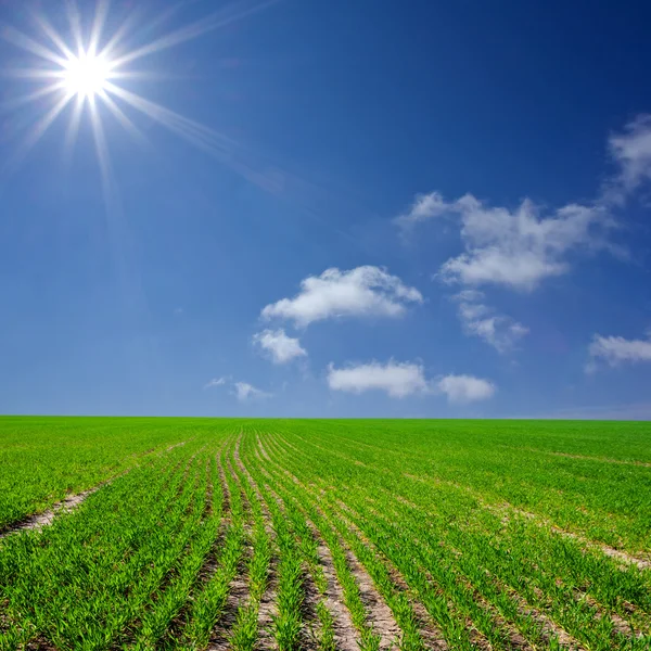 Sommer auf dem Land — Stockfoto