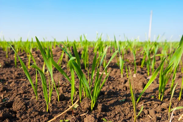 Brotes verdes de primer plano en un campo —  Fotos de Stock