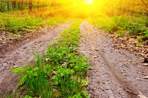 Camino rural en un rayo de sol —  Fotos de Stock