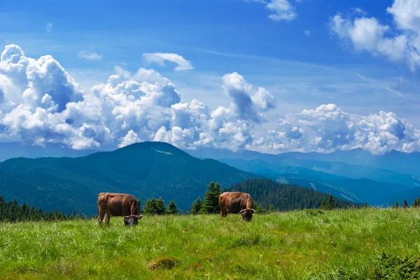 Cattle on a mountain pasture — Stock Photo, Image