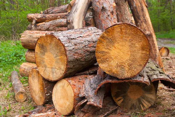 Högen av stammar i en skog — Stockfoto