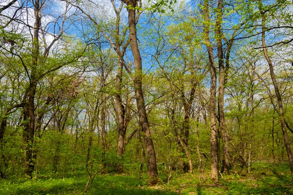 Fresh spring forest — Stock Photo, Image