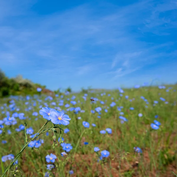 Belo campo de verão com flores azuis — Fotografia de Stock