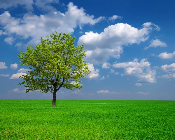 Bellissimo albero verde tra i campi — Foto Stock