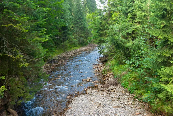 Rivier in een bos — Stockfoto